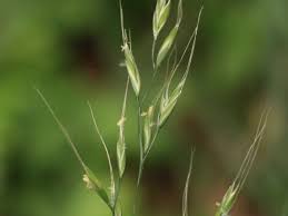 Attēlu rezultāti vaicājumam “Festuca gigantea”