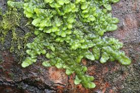 Attēlu rezultāti vaicājumam “Radula complanata”