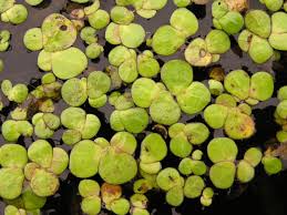 Attēlu rezultāti vaicājumam “Spirodela polyrhiza”