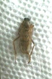 Attēlu rezultāti vaicājumam “Xylophagidae”