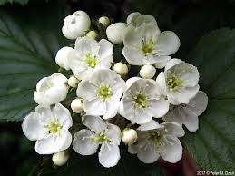 Attēlu rezultāti vaicājumam “Crataegus macracantha flower”