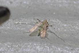 Attēlu rezultāti vaicājumam “Tanytarsus”