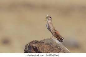 Image result for Cercotrichas galactotes