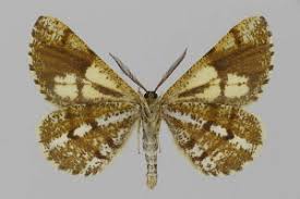 Attēlu rezultāti vaicājumam “Bupalus piniaria”