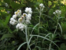 Attēlu rezultāti vaicājumam “Anaphalis margaritacea leaf”