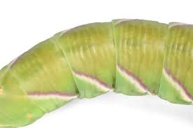 Attēlu rezultāti vaicājumam “Sphinx ligustri larva”