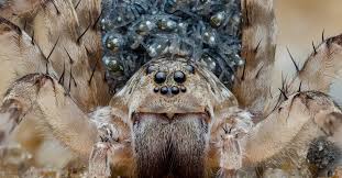 Image result for spider