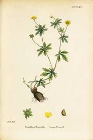 Image result for Potentilla tormentilla