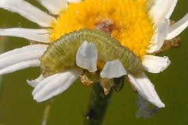 Attēlu rezultāti vaicājumam “Aethes margaritana”