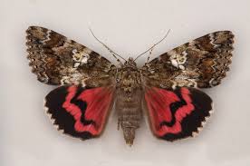 Attēlu rezultāti vaicājumam “Catocala sponsa”