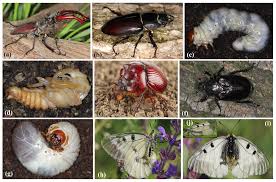 Attēlu rezultāti vaicājumam “Euphydryas maturna pupa”