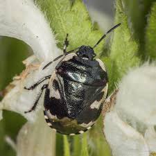 Attēlu rezultāti vaicājumam “Tritomegas bicolor nymph”