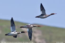 Attēlu rezultāti vaicājumam “Mergus serrator female”