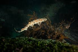 Image result for Haploblepharus pictus