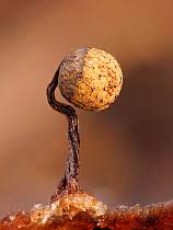 Attēlu rezultāti vaicājumam “Cribraria splendens spores”