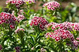 Image result for Dianthus barbatus