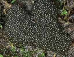 Attēlu rezultāti vaicājumam “Lindbladia tubulina”