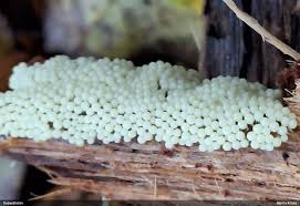 Attēlu rezultāti vaicājumam “Arcyria, Heterotrichia sp.”