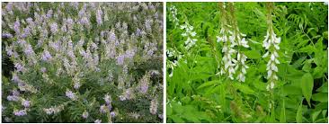 Attēlu rezultāti vaicājumam “Galega orientalis bud”