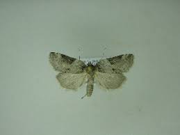 Attēlu rezultāti vaicājumam “Nycteola sp.”