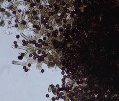 Attēlu rezultāti vaicājumam “Physarum compressum stalked”