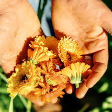 Attēlu rezultāti vaicājumam “Calendula officinalis flower”