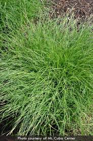 Attēlu rezultāti vaicājumam “Enteridium corticatum sessile”