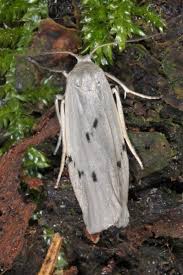 Attēlu rezultāti vaicājumam “Pelosia muscerda”