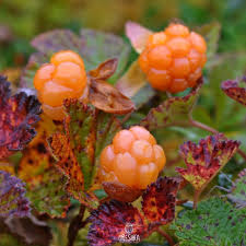 Attēlu rezultāti vaicājumam “Rubus chamaemorus fruit”