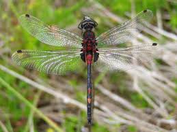 Attēlu rezultāti vaicājumam “Leucorrhinia dubia male”