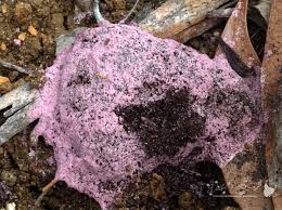 Attēlu rezultāti vaicājumam “Fuligo septica var. rosea plasmodium”