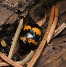 Attēlu rezultāti vaicājumam “Diaperis boleti imago”