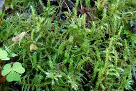 Attēlu rezultāti vaicājumam “Rhytidiadelphus subpinnatus”