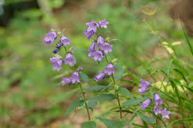 Image result for Campanula trachelium