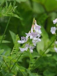 Attēlu rezultāti vaicājumam “Vicia sylvatica flower”