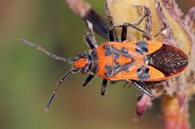 Attēlu rezultāti vaicājumam “Corizus hyoscyami”