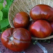 Afbeeldingsresultaat voor black elephant tomato