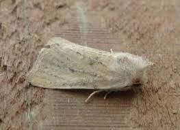 Attēlu rezultāti vaicājumam “Chortodes fluxa”