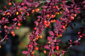 Attēlu rezultāti vaicājumam “Berberis thunbergii flower”