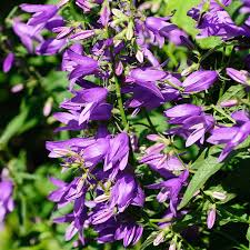 Image result for Campanula americana