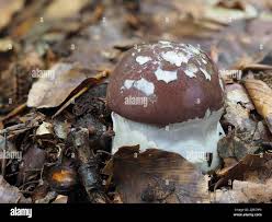 Attēlu rezultāti vaicājumam “Cortinarius praestans”