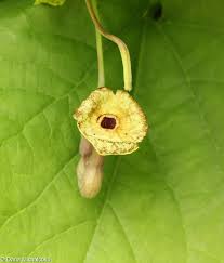 Attēlu rezultāti vaicājumam “Aristolochia durior flower”