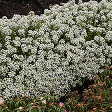 Attēlu rezultāti vaicājumam “Lobularia maritima”