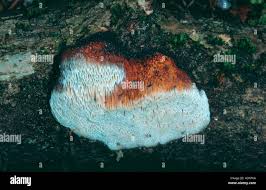 Attēlu rezultāti vaicājumam “Dichomitus campestris”