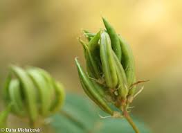 Attēlu rezultāti vaicājumam “Astragalus glycyphyllos fruit”