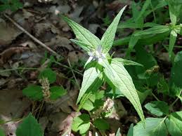 Attēlu rezultāti vaicājumam “Melampyrum nemorosum leaf”