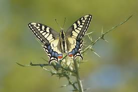 Attēlu rezultāti vaicājumam “Papilio machaon”
