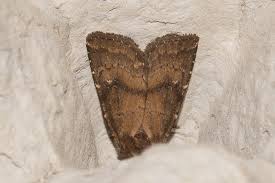 Attēlu rezultāti vaicājumam “Rusina ferruginea female”