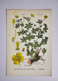 Image result for Potentilla tormentilla