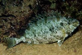Image result for Siganus rivulatus
